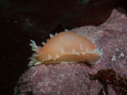 time for another nudibranch, Tritonia challengeriana from... by Cesar Cardenas 